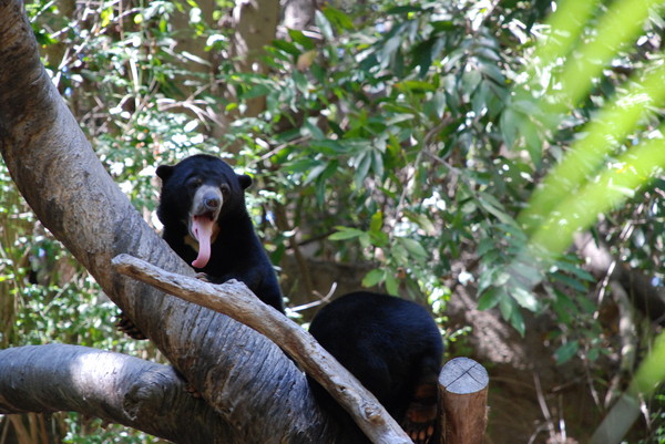 Sun bear cubs : Zoo : Sister Stef